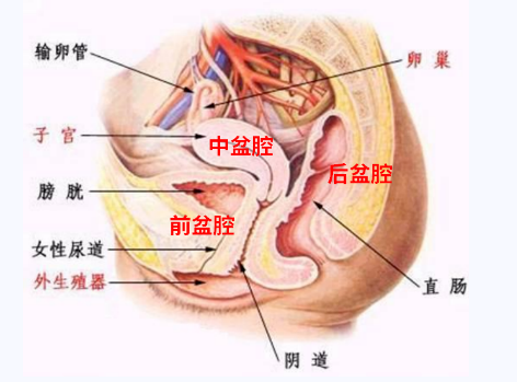 產后盆底康復，要不要做？