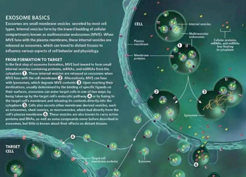 外泌體——小囊泡大作用