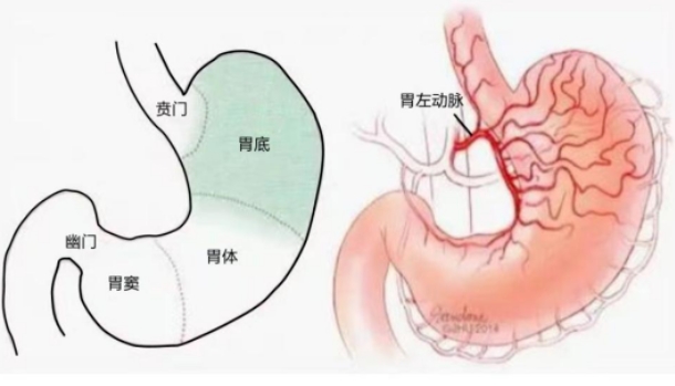 不開刀不吃藥不餓肚子，微創(chuàng)介入減肥靠譜嗎？